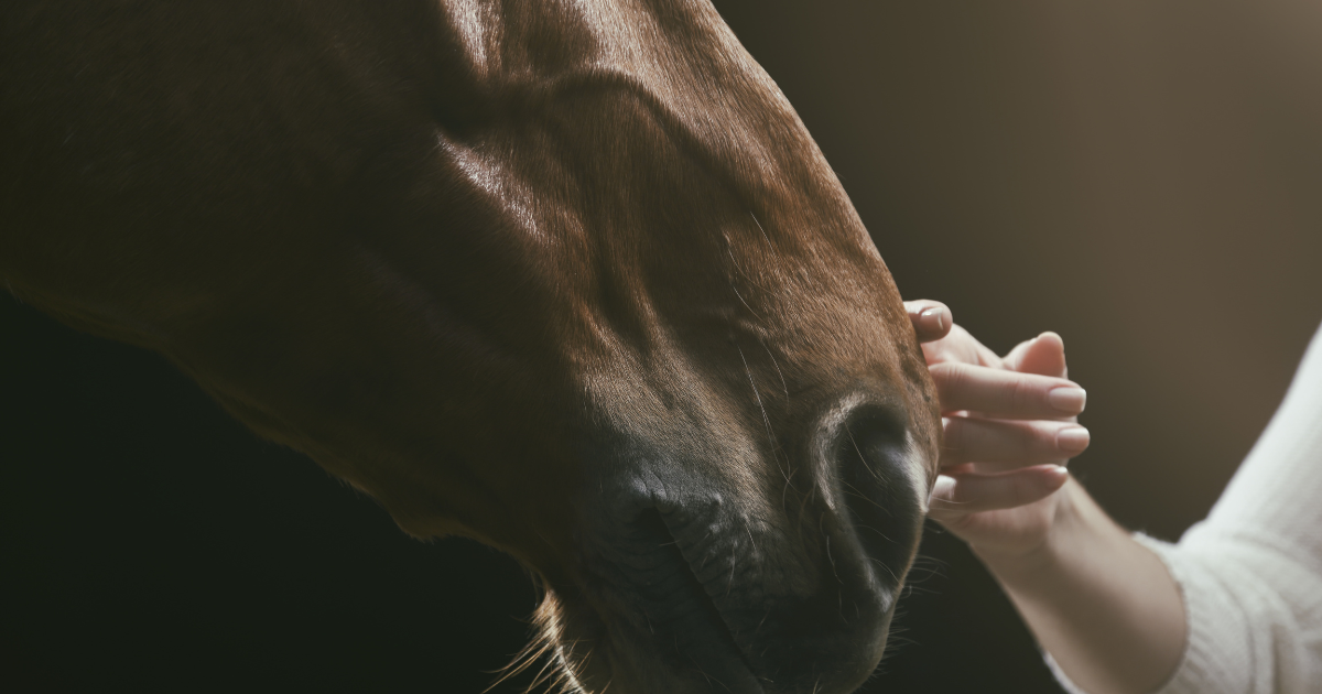 3 Common Issues that Horse Owners Face and How Stall Surveil Can Help